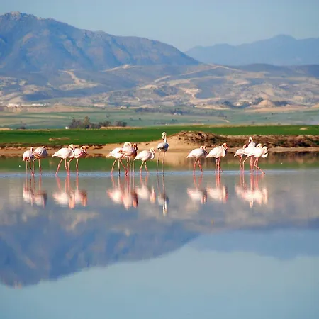 Frixos شقة فندقية لارنكا